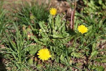 بهار دانشگاه 1399